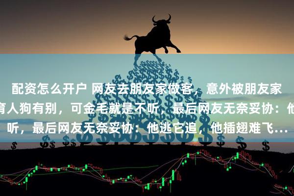配资怎么开户 网友去朋友家做客，意外被朋友家的金毛看上了，主人教育人狗有别，可金毛就是不听，最后网友无奈妥协：他逃它追，他插翅难飞…
