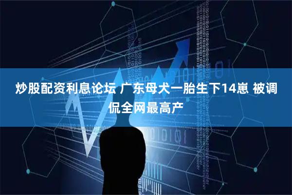 炒股配资利息论坛 广东母犬一胎生下14崽 被调侃全网最高产